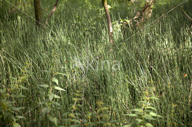 Rough Horsetail (Equisetum hyemale)