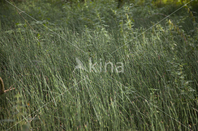 Rough Horsetail (Equisetum hyemale)