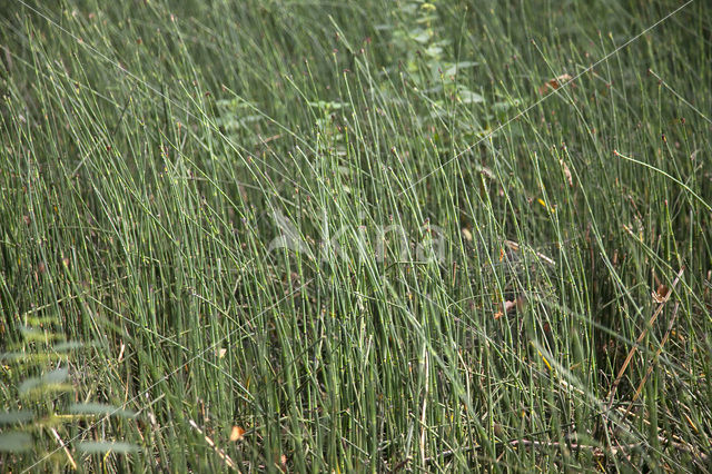 Schaafstro (Equisetum hyemale)