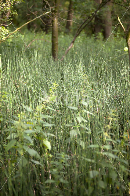 Schaafstro (Equisetum hyemale)