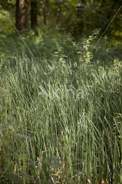 Schaafstro (Equisetum hyemale)