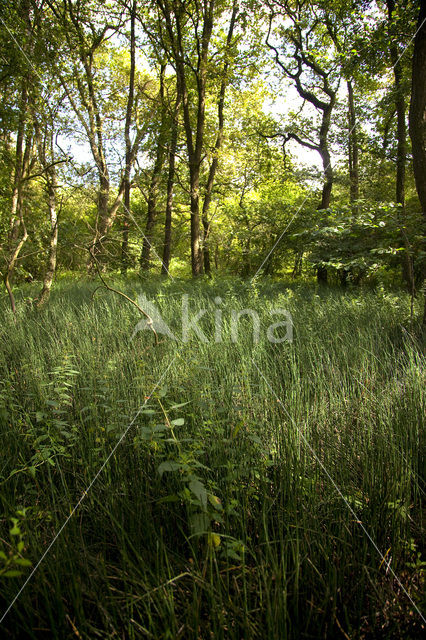 Rough Horsetail (Equisetum hyemale)