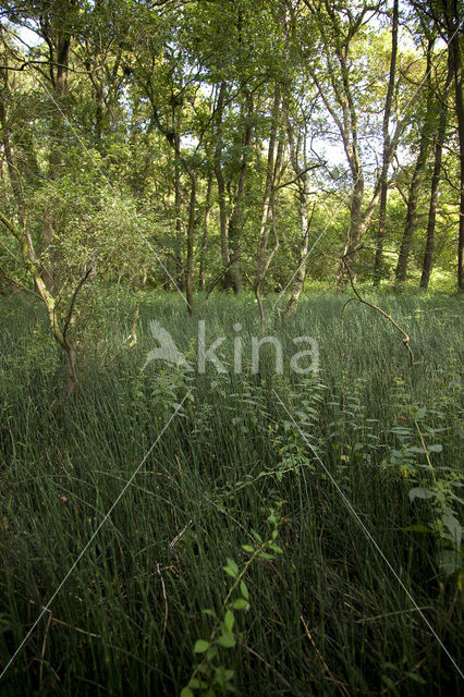 Schaafstro (Equisetum hyemale)