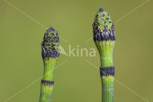 Schaafstro (Equisetum hyemale)