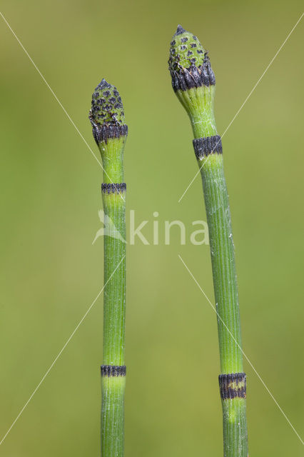 Schaafstro (Equisetum hyemale)