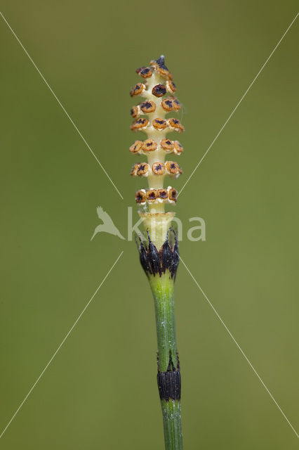 Schaafstro (Equisetum hyemale)