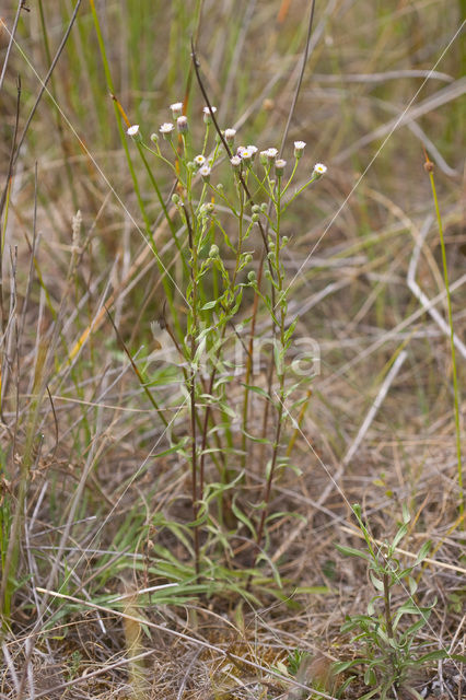 Scherpe fijnstraal (Erigeron acer)