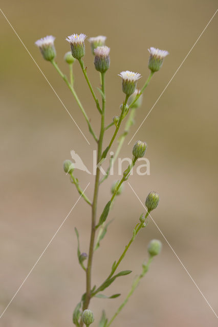 Scherpe fijnstraal (Erigeron acer)