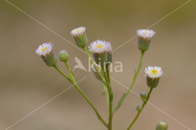 Scherpe fijnstraal (Erigeron acer)