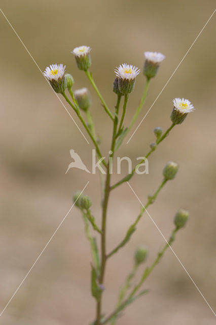 Scherpe fijnstraal (Erigeron acer)