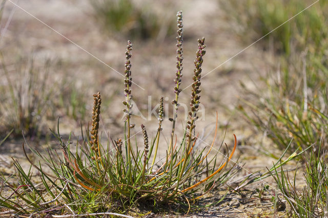 Schorrezoutgras (Triglochin maritima)