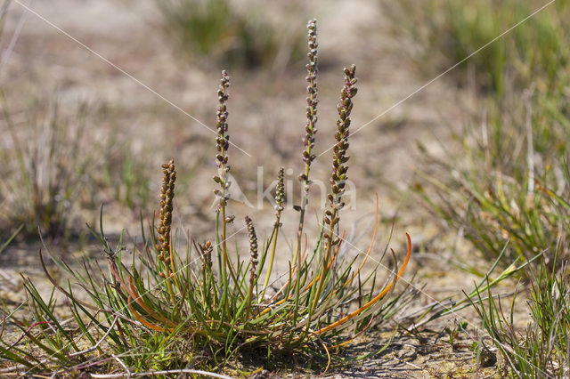 Schorrezoutgras (Triglochin maritima)