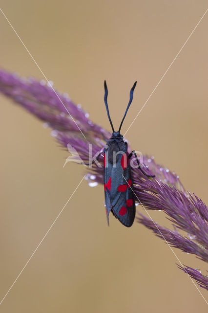 Sint-Jansvlinder (Zygaena filipendulae)