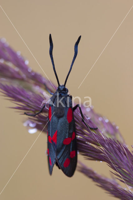 Six-spot Burnet (Zygaena filipendulae)