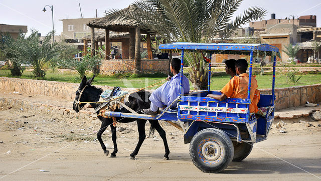 Siwa Oasis