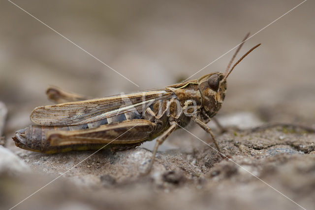 Lesser Field Grasshopper (Chorthippus mollis)