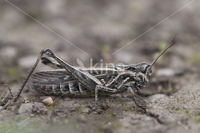 Lesser Field Grasshopper (Chorthippus mollis)