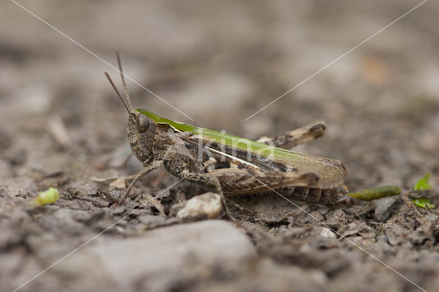 Lesser Field Grasshopper (Chorthippus mollis)