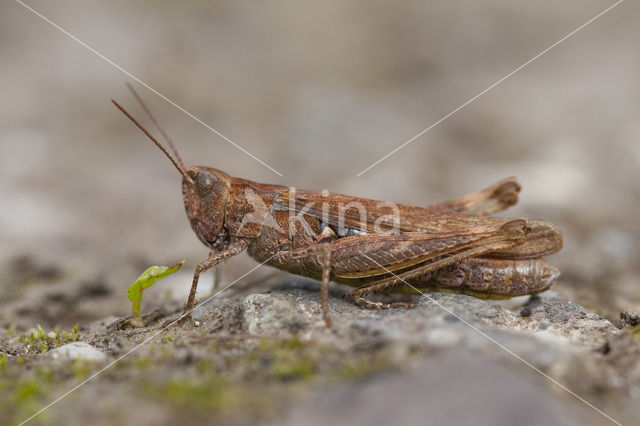 Lesser Field Grasshopper (Chorthippus mollis)