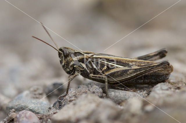 Lesser Field Grasshopper (Chorthippus mollis)