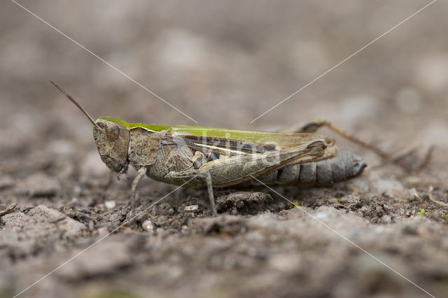 Lesser Field Grasshopper (Chorthippus mollis)