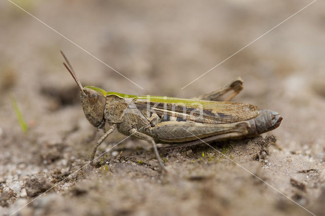 Lesser Field Grasshopper (Chorthippus mollis)