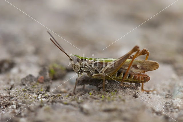 Lesser Field Grasshopper (Chorthippus mollis)