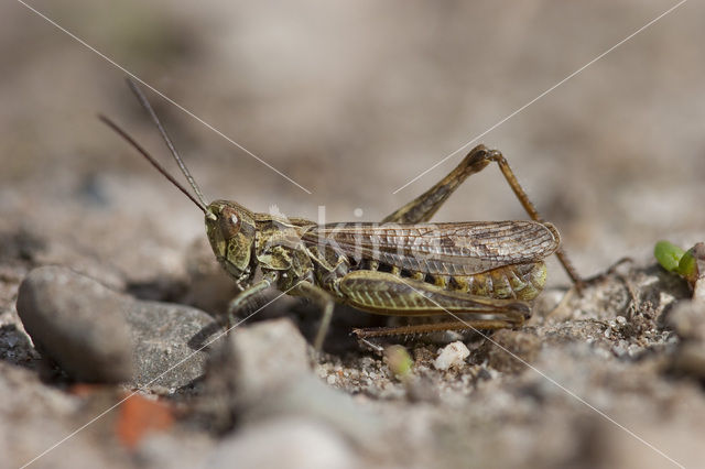 Lesser Field Grasshopper (Chorthippus mollis)