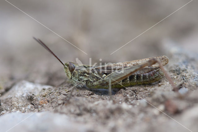 Lesser Field Grasshopper (Chorthippus mollis)