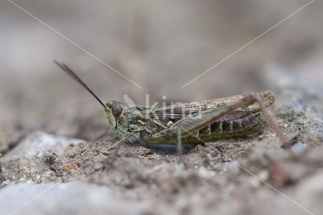 Snortikker (Chorthippus mollis)