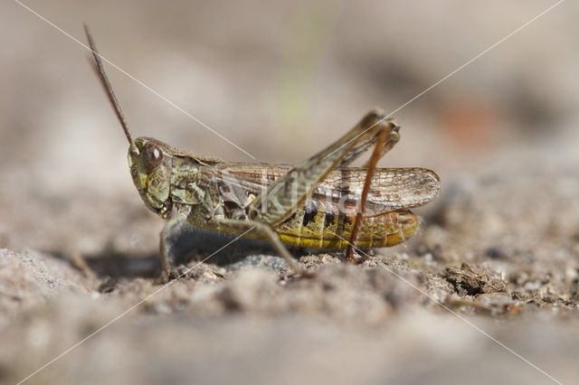 Lesser Field Grasshopper (Chorthippus mollis)