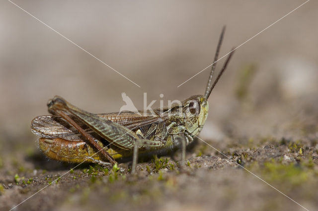 Lesser Field Grasshopper (Chorthippus mollis)