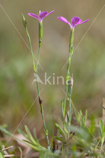 Maiden Pink (Dianthus deltoides)