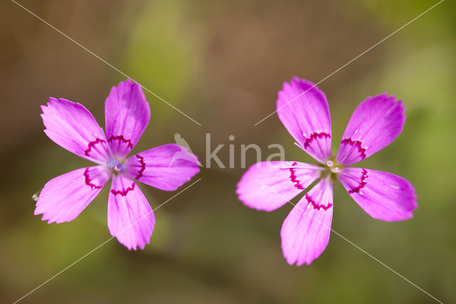 Maiden Pink (Dianthus deltoides)