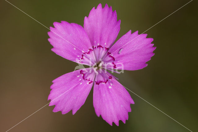 Maiden Pink (Dianthus deltoides)