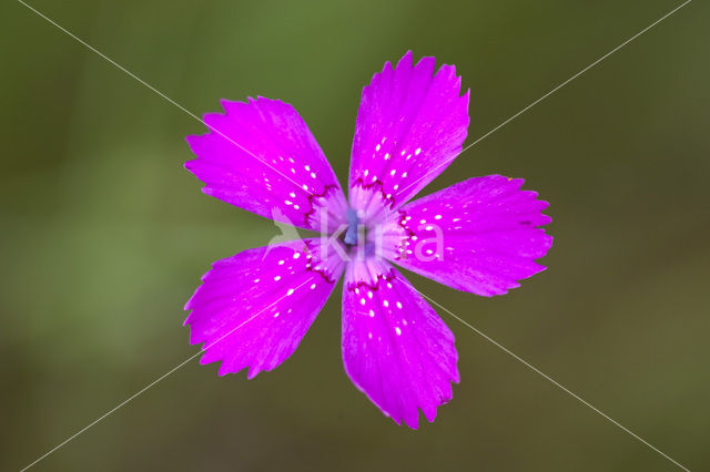 Maiden Pink (Dianthus deltoides)