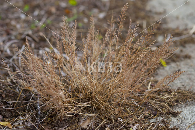 Fern-grass (Catapodium rigidum)
