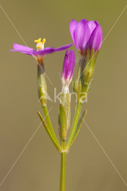 Strandduizendguldenkruid (Centaurium littorale)