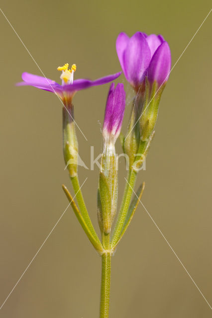 Seaside Centaury (Centaurium littorale)