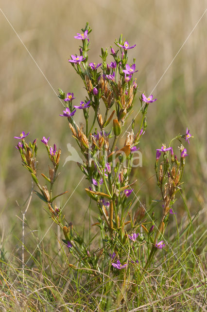 Seaside Centaury (Centaurium littorale)