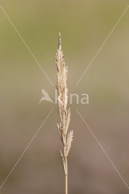 Sea Couch-grass (Elytrigia atherica)