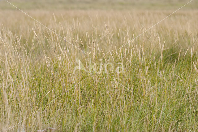 Strandkweek (Elytrigia atherica)