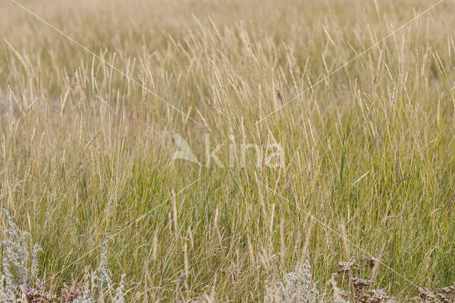 Strandkweek (Elytrigia atherica)