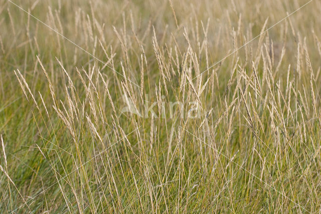 Sea Couch-grass (Elytrigia atherica)