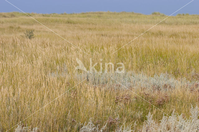 Sea Couch-grass (Elytrigia atherica)
