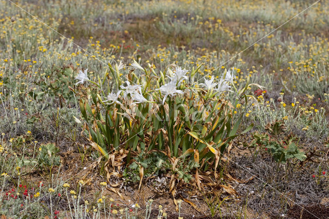 sea-daffodil (Pancratium maritimum)