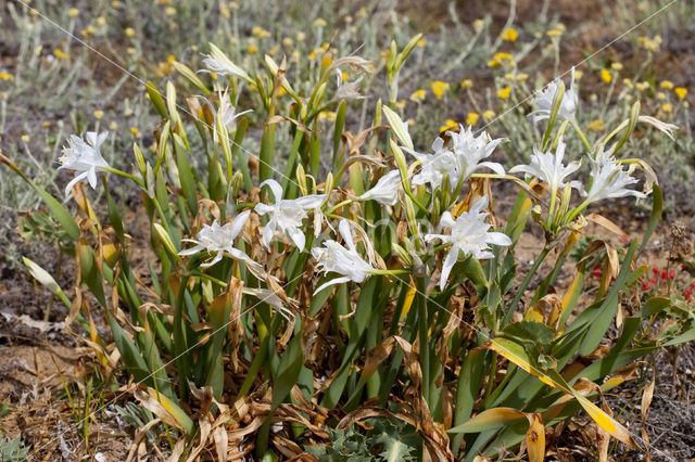 sea-daffodil (Pancratium maritimum)
