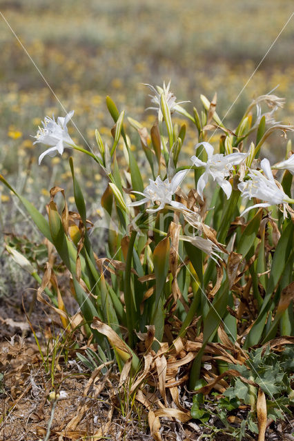 sea-daffodil (Pancratium maritimum)
