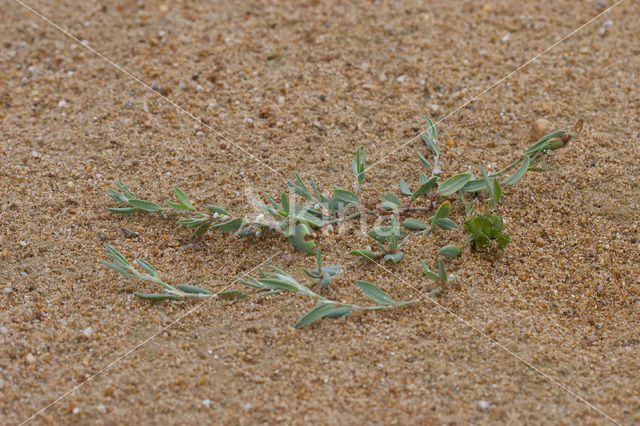 Strandvarkensgras (Polygonum maritimum)