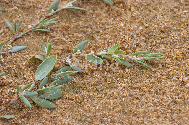 Sea Knotgrass (Polygonum maritimum)